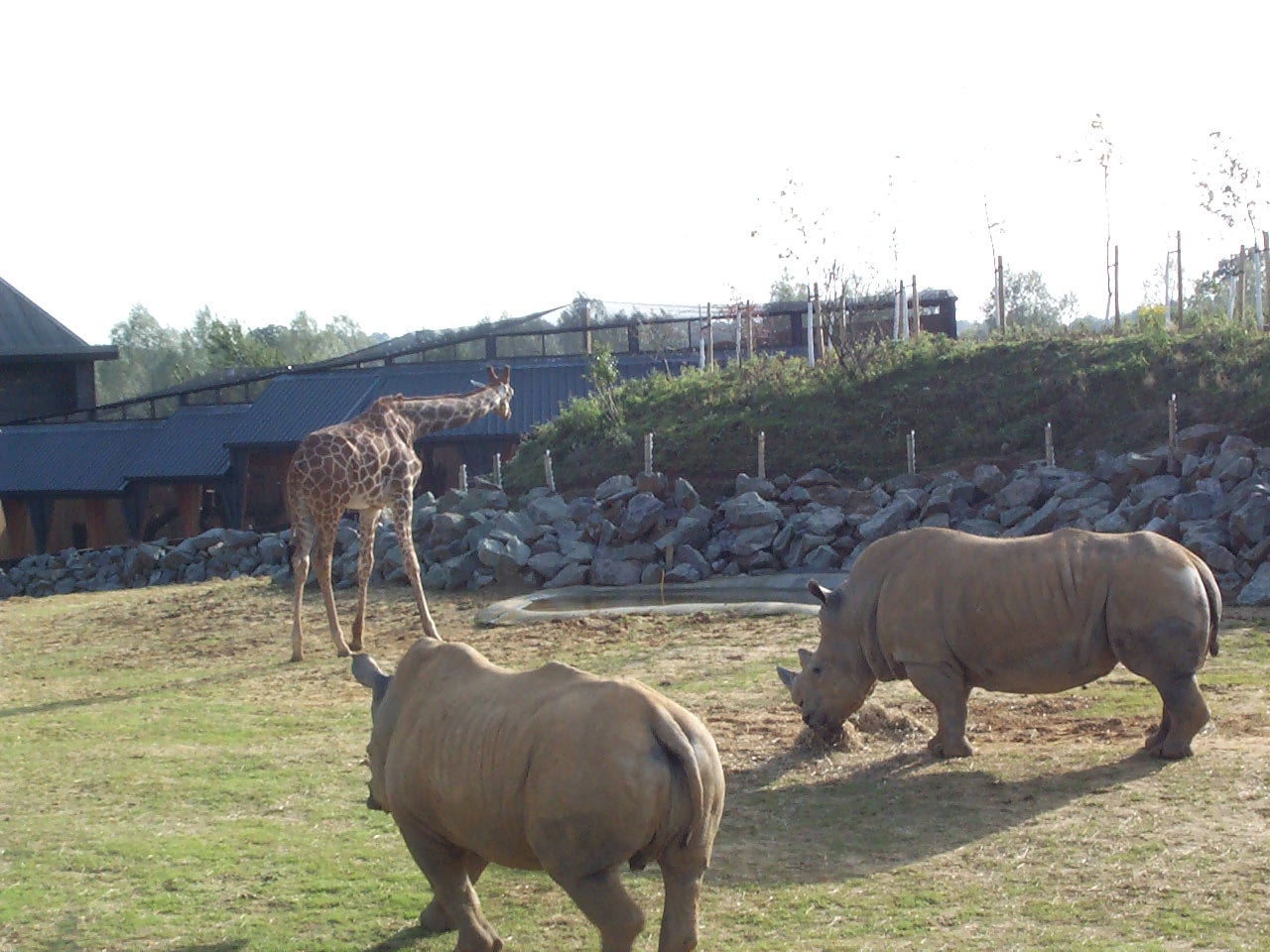 edge of Africa paddock