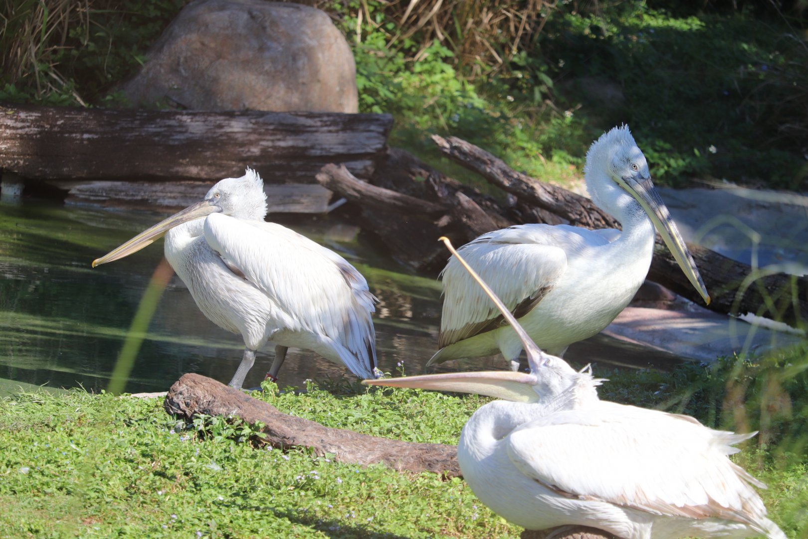 Edge of Africa - Pelican