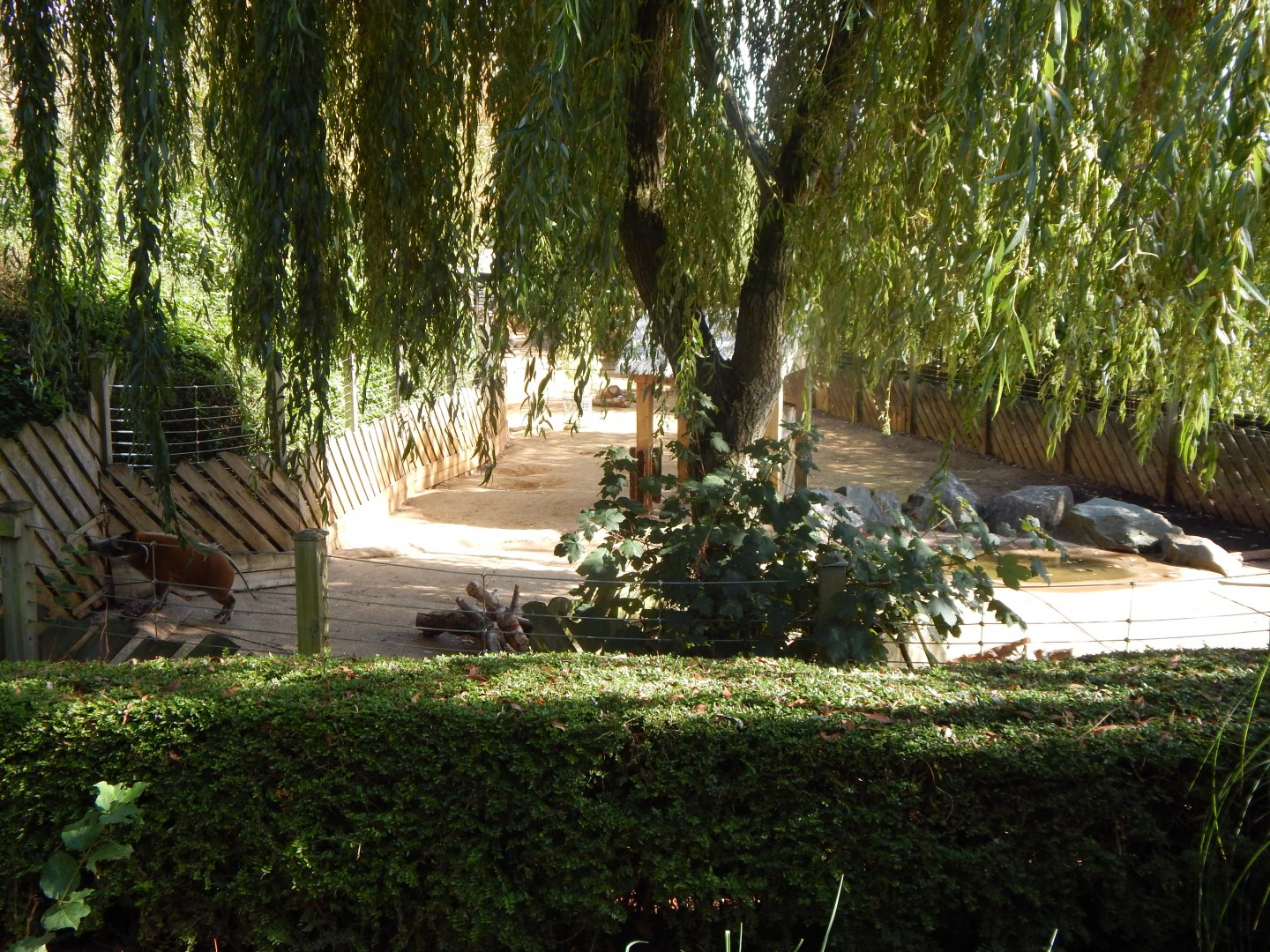 Edge of Africa - Red river hog enclosure 110925