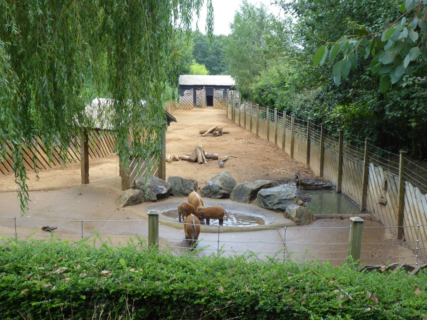 Edge of Africa - Red river hog exhibit 050819