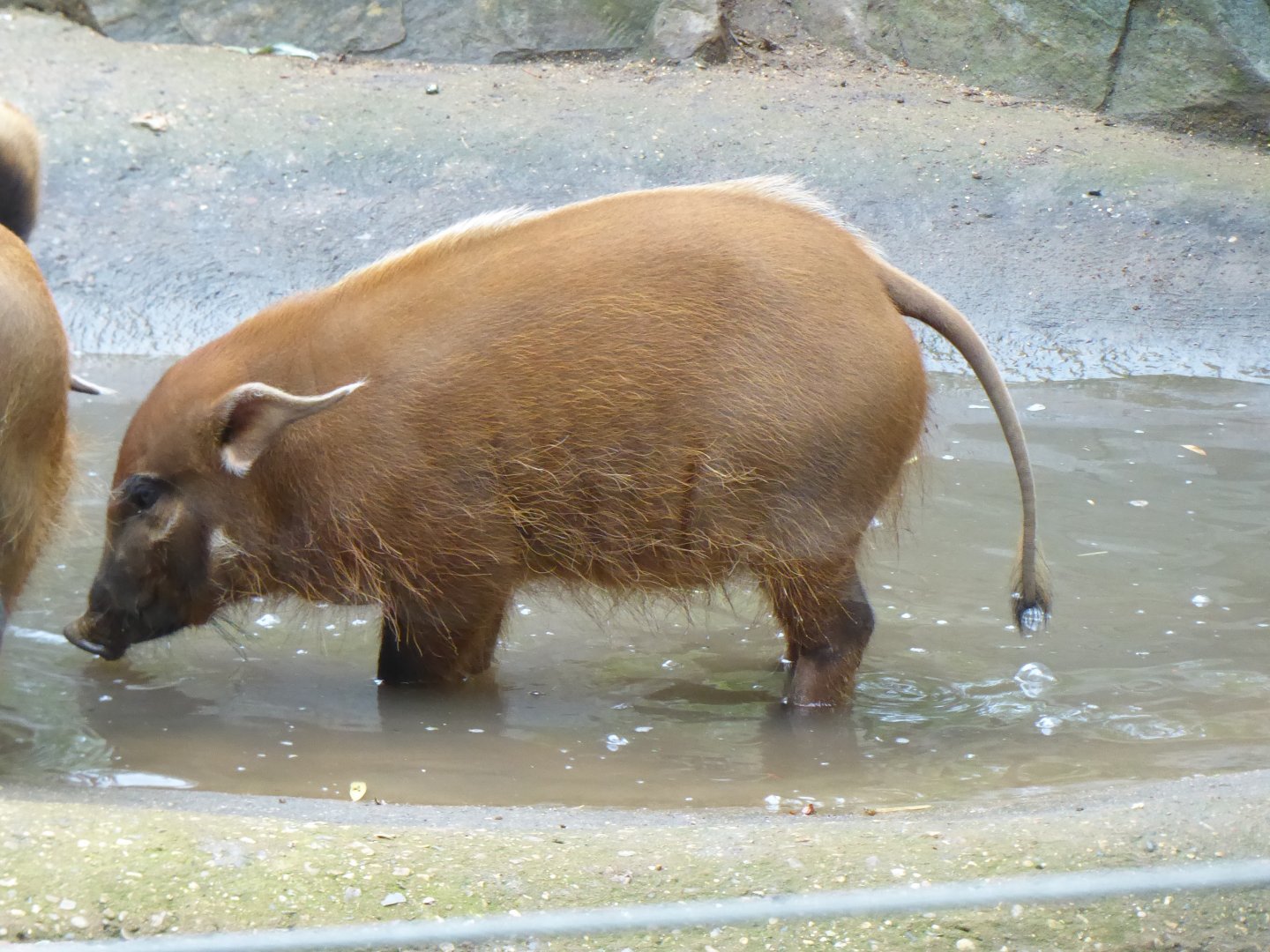 Edge of Africa - Red river hog juvenile 050819