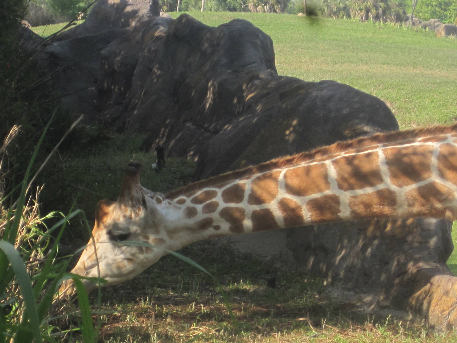 Edge of Africa- Reticulated Giraffe