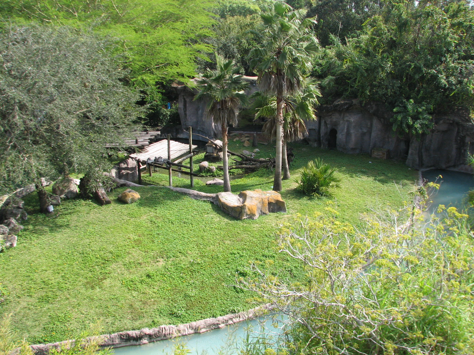 Edge of Africa - Ring-tailed Lemur Exhibit