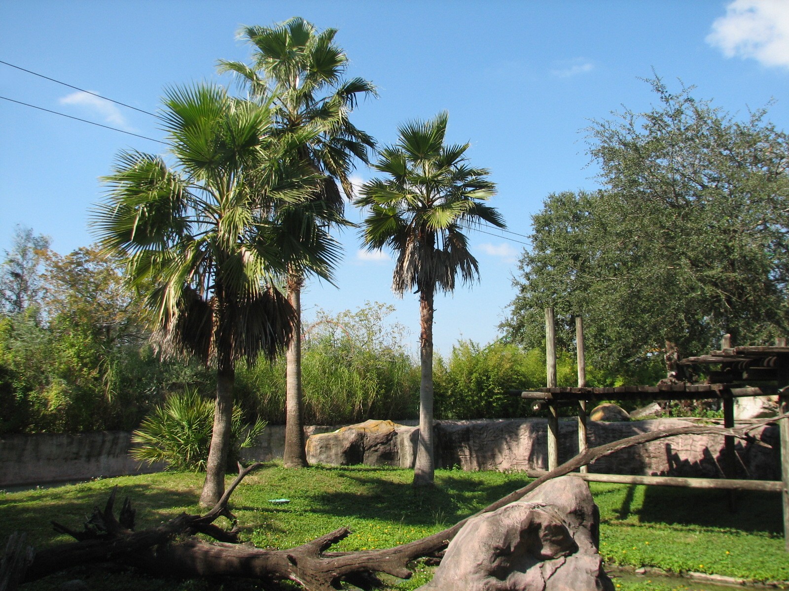 Edge of Africa - Ring-tailed Lemur Exhibit