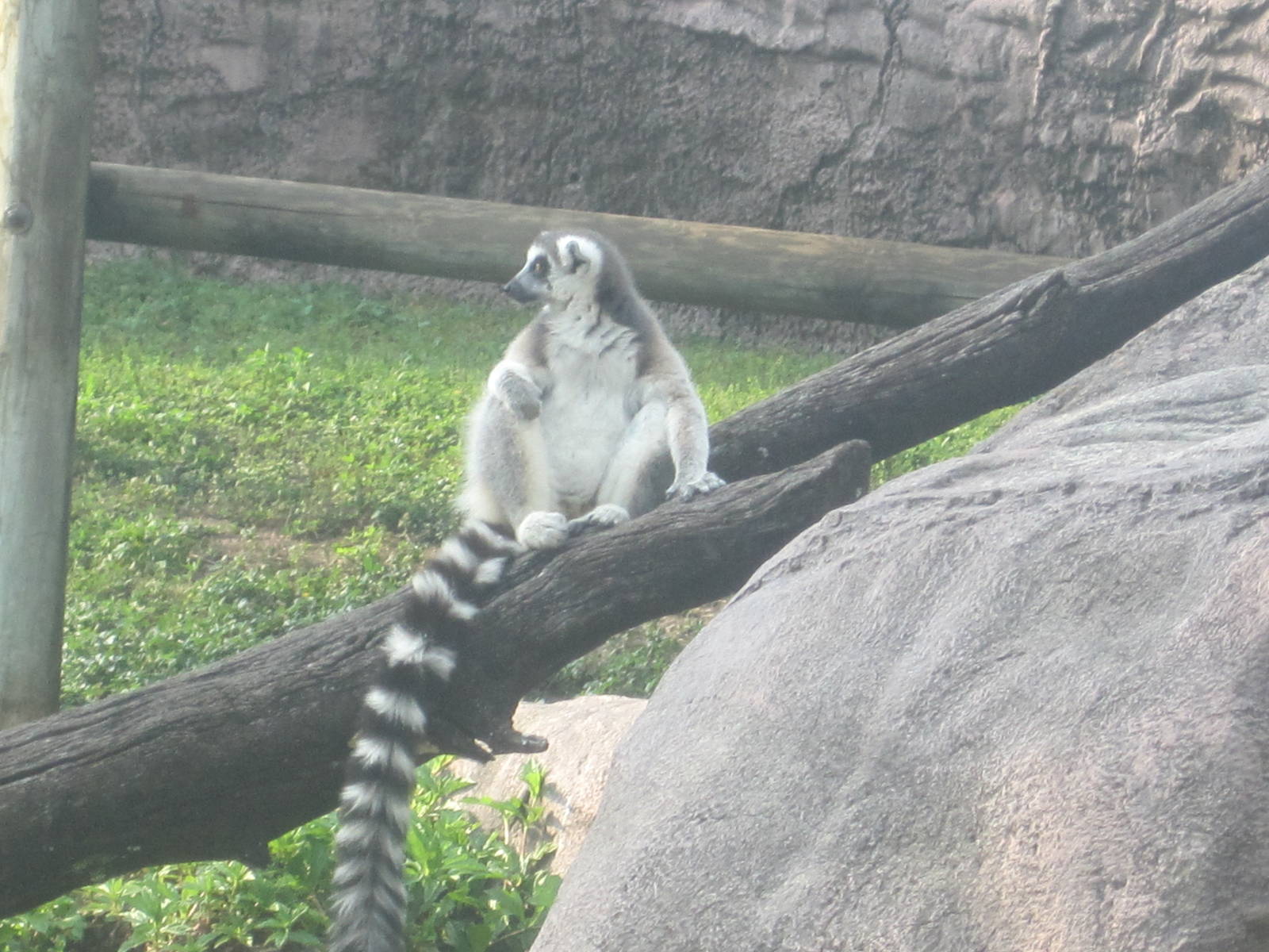 Edge of Africa- Ring-Tailed Lemur