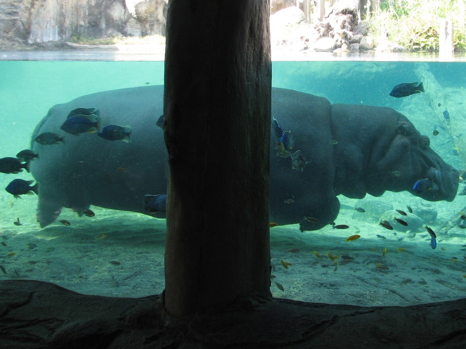 Edge of Africa - River Hippopotamus Exhibit