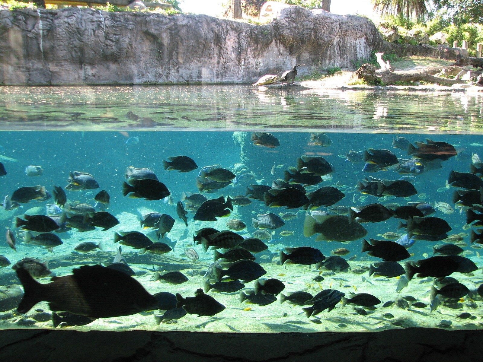 Edge of Africa - River Hippopotamus Exhibit