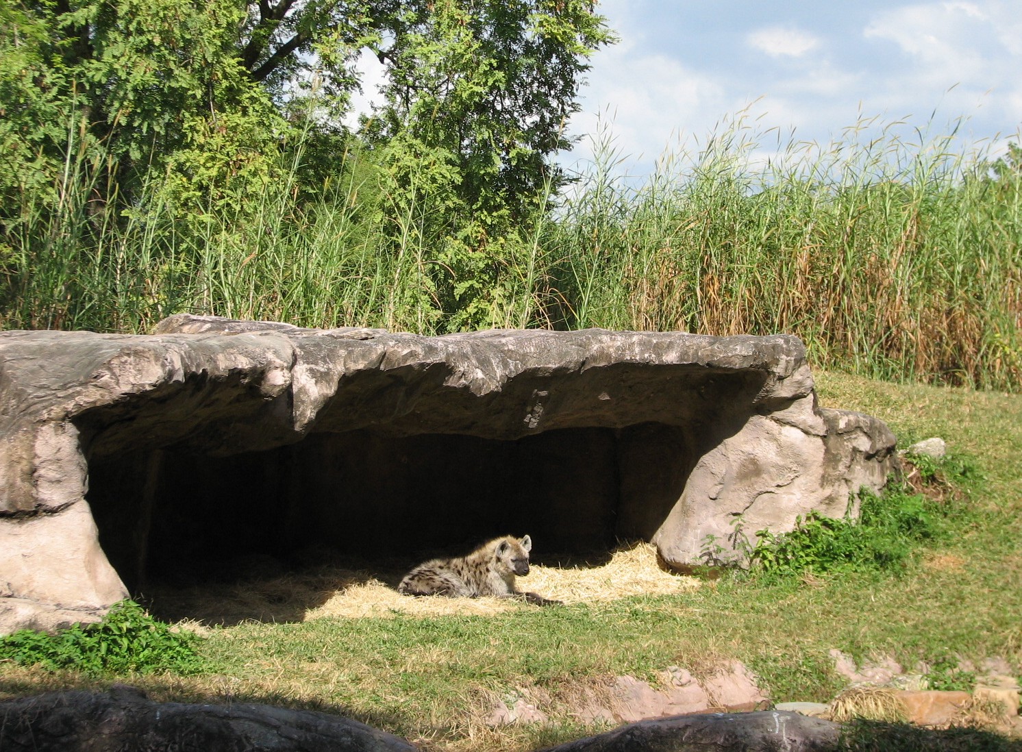 Edge of Africa Rotating Lion or Hyena Exhibit