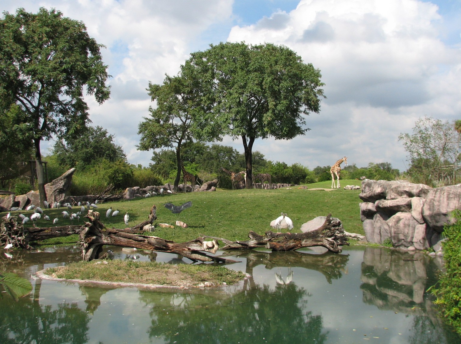 Edge of Africa Savanna