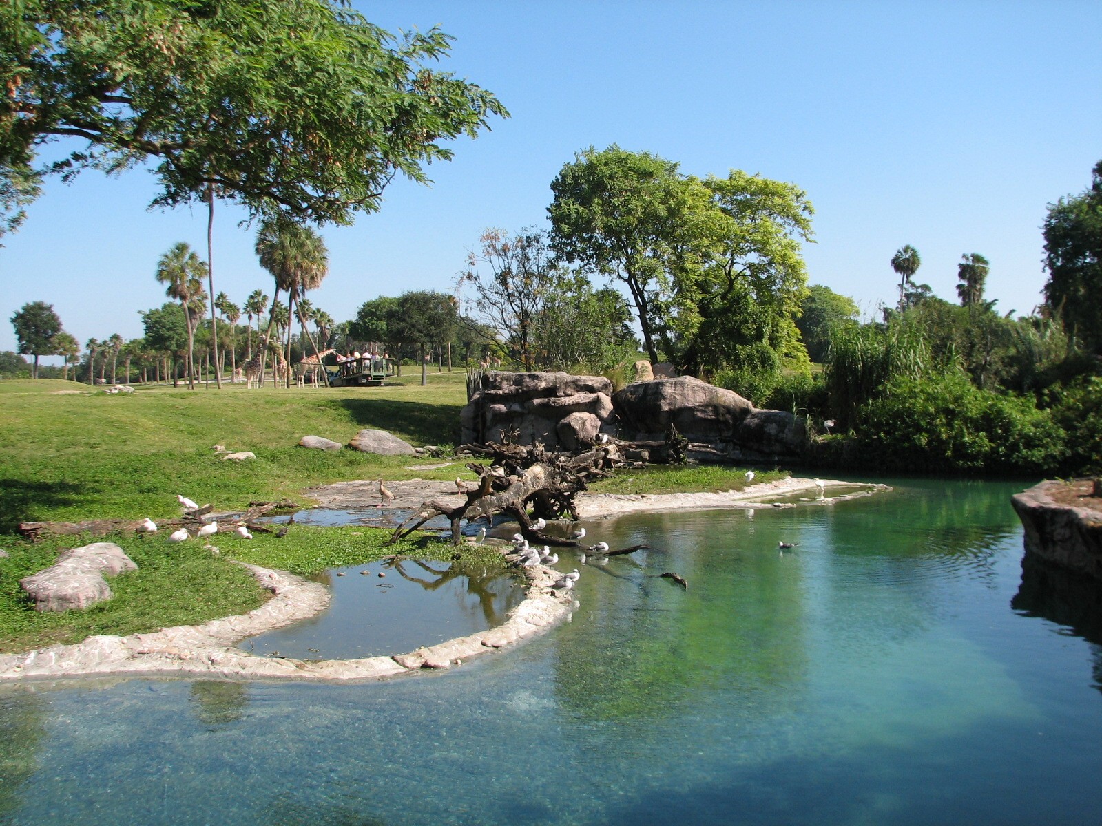 Edge of Africa - Serengeti Plain Waterhole