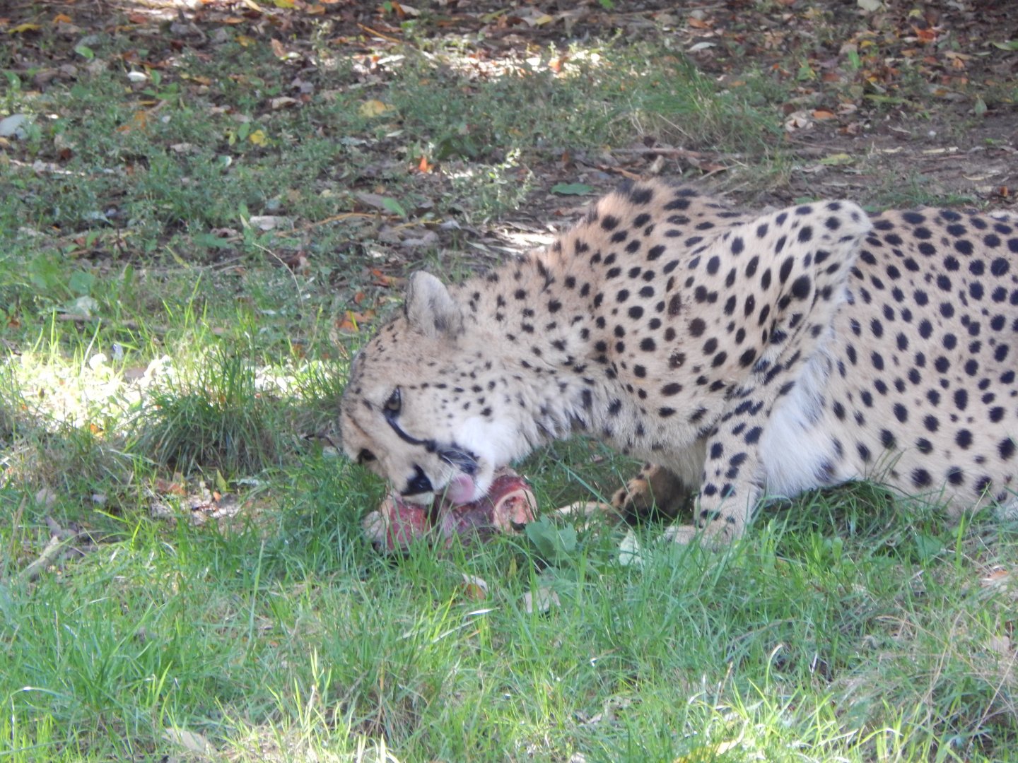 Edge of Africa - South African cheetah 110925