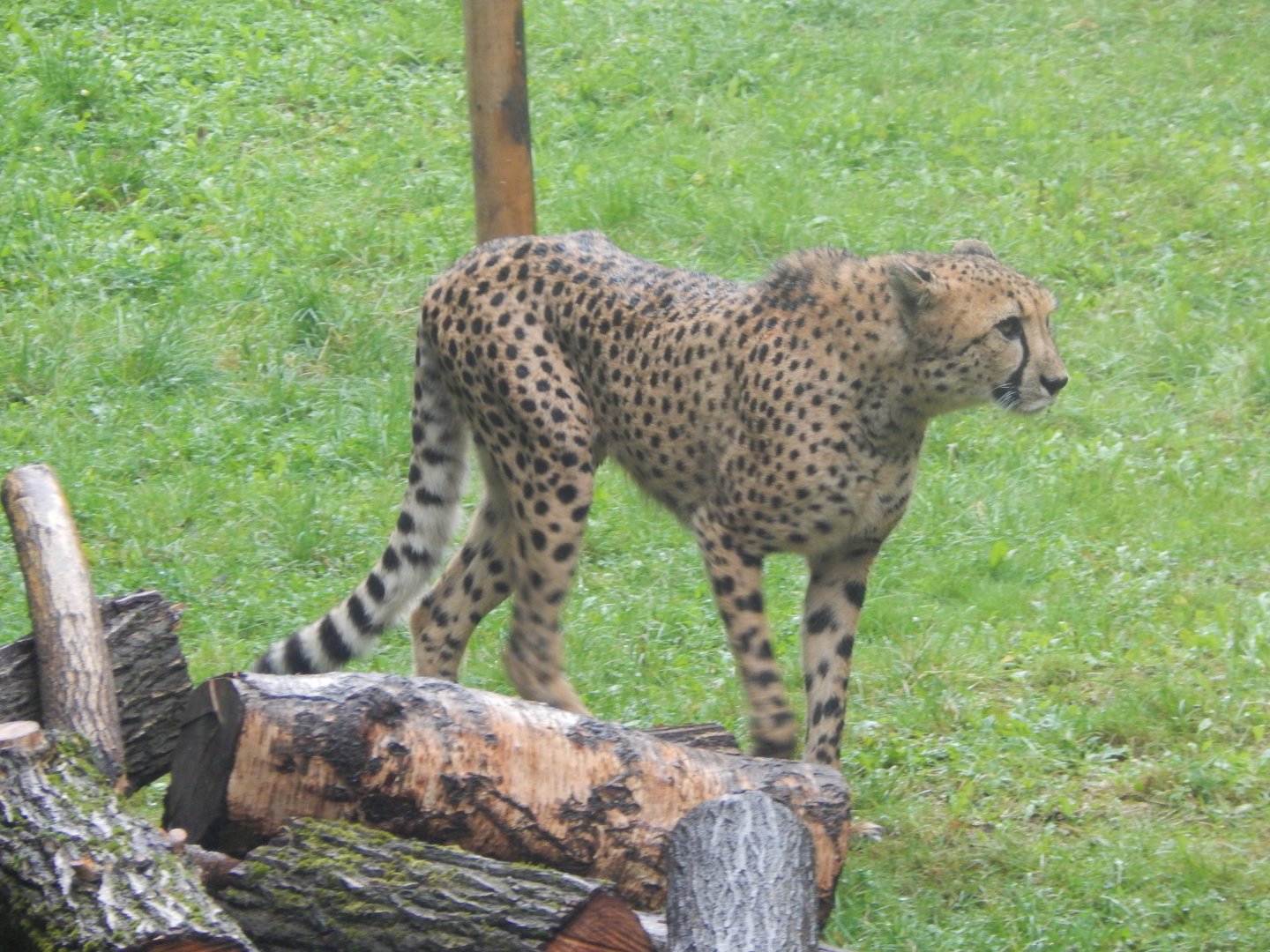 Edge of Africa - South African cheetah 140921