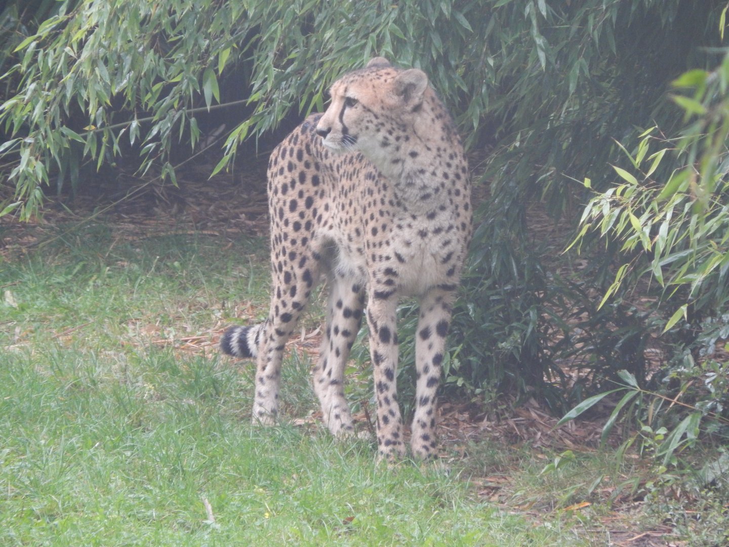 Edge of Africa - South African cheetah 140921
