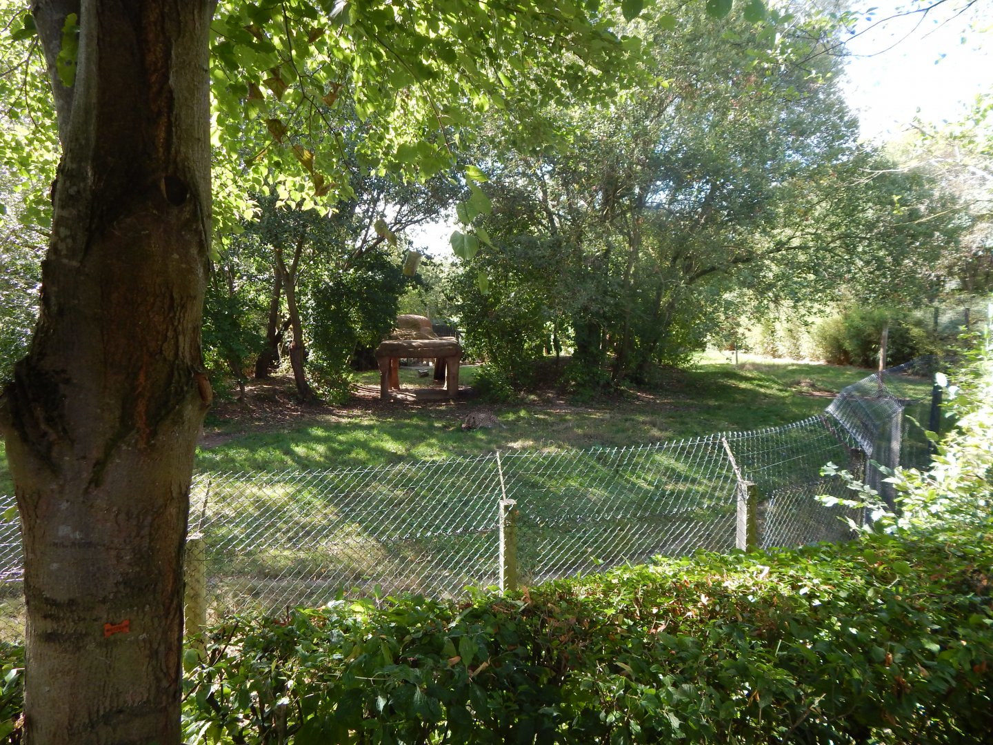 Edge of Africa - South African cheetah enclosure 110925