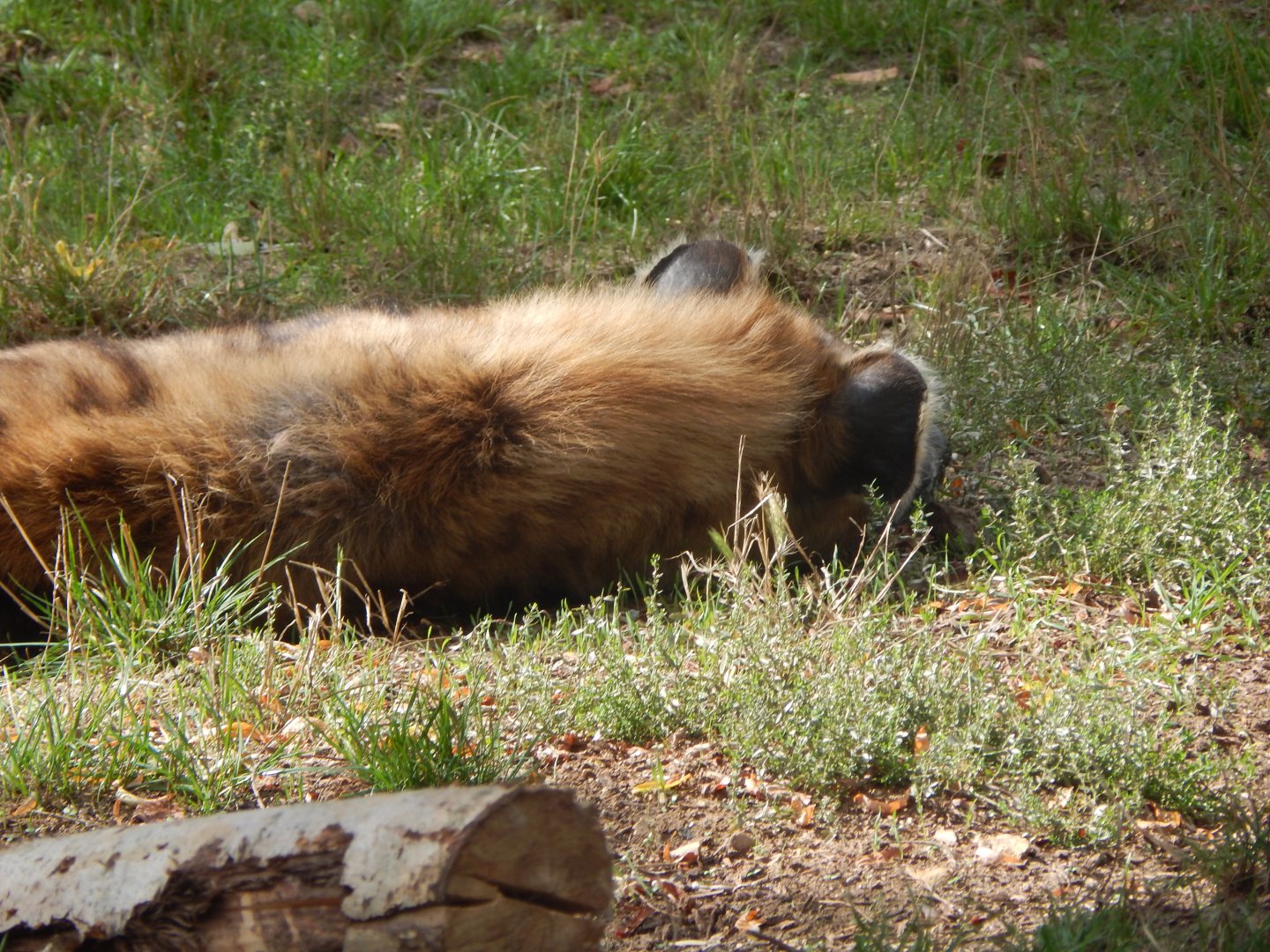 Edge of Africa - Spotted hyena 110925