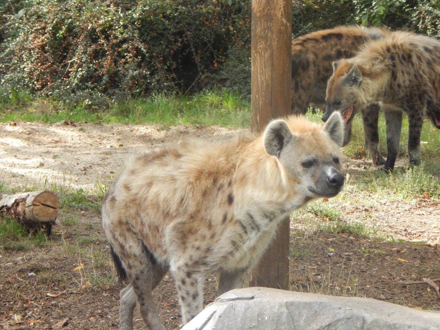 Edge of Africa - Spotted hyena 110925