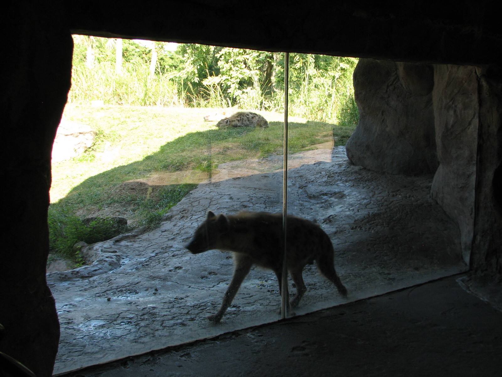 Edge of Africa - Spotted Hyena Exhibit - Cave View