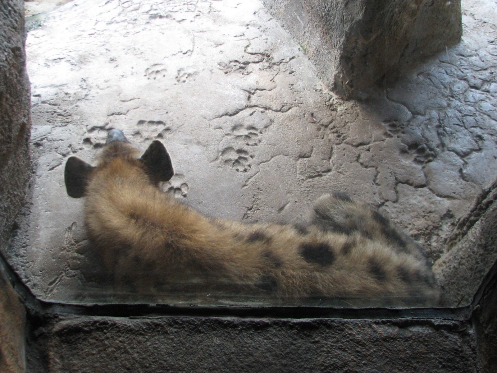 Edge of Africa - Spotted Hyena Exhibit - Cave View