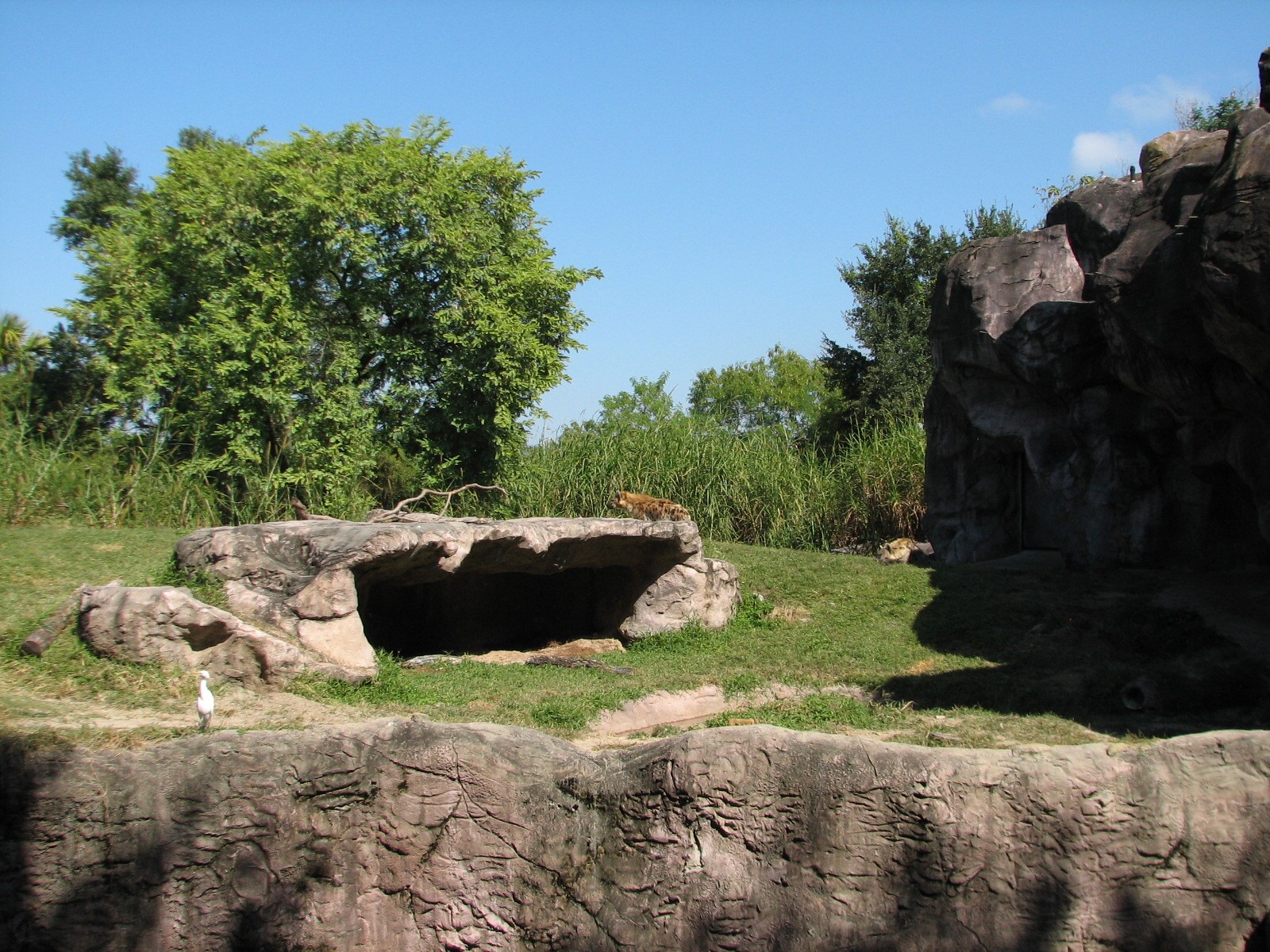 Edge of Africa - Spotted Hyena Exhibit
