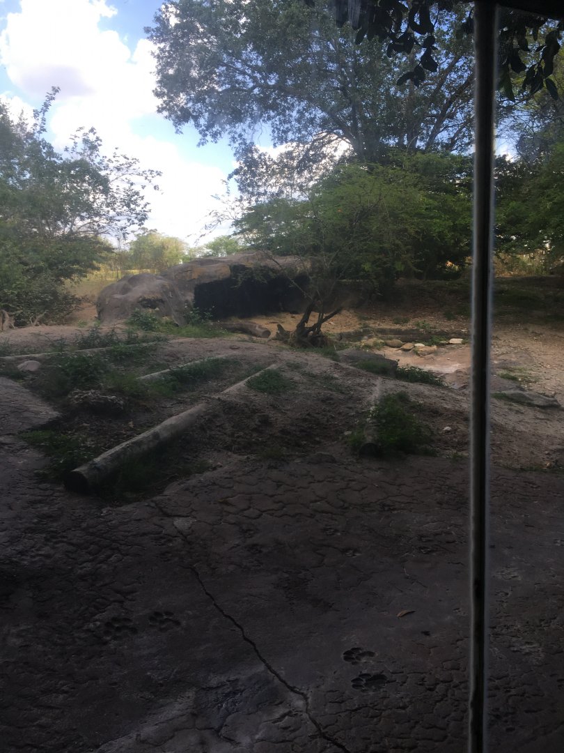 Edge of Africa - Spotted Hyena Exhibit