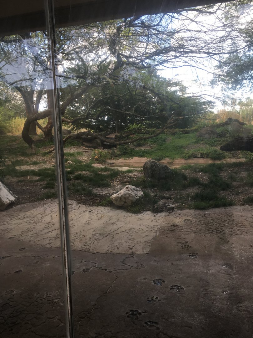 Edge of Africa - Spotted Hyena Exhibit