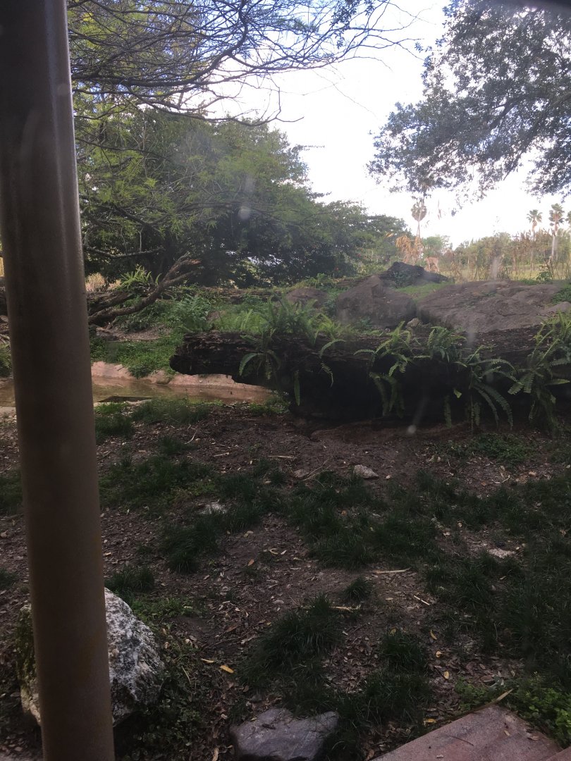 Edge of Africa - Spotted Hyena Exhibit