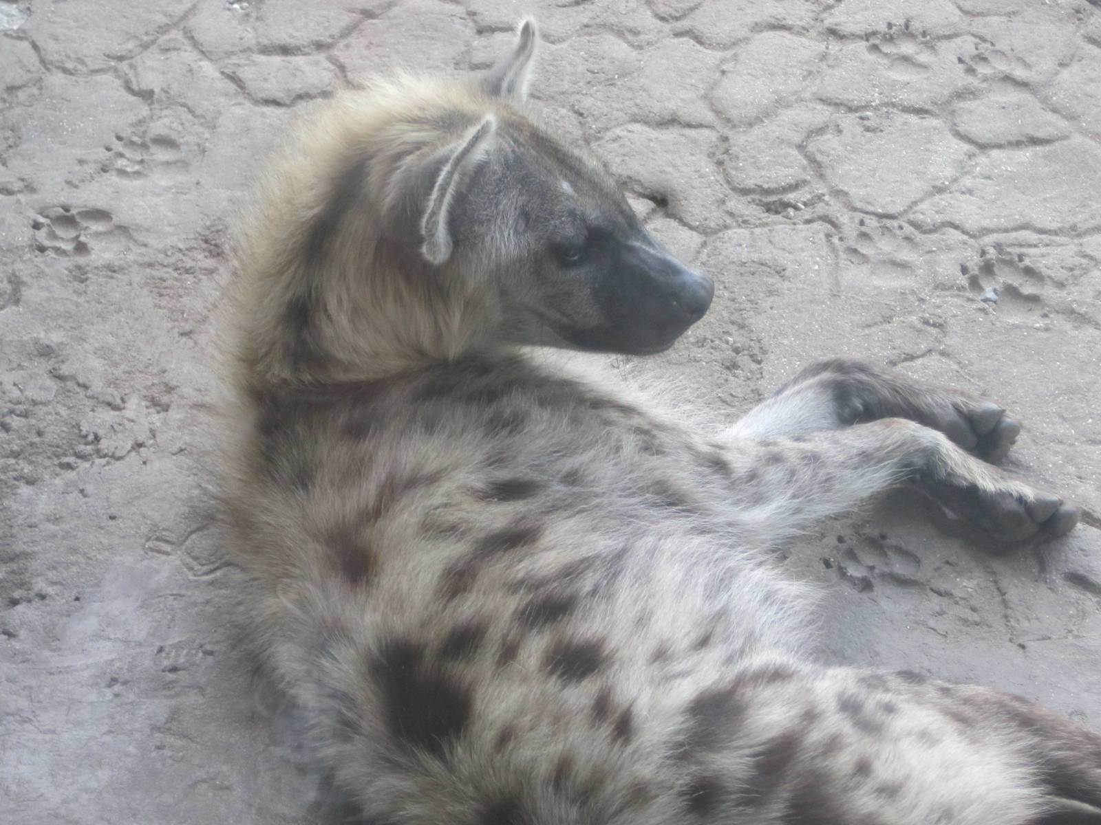 Edge of Africa- Spotted Hyena