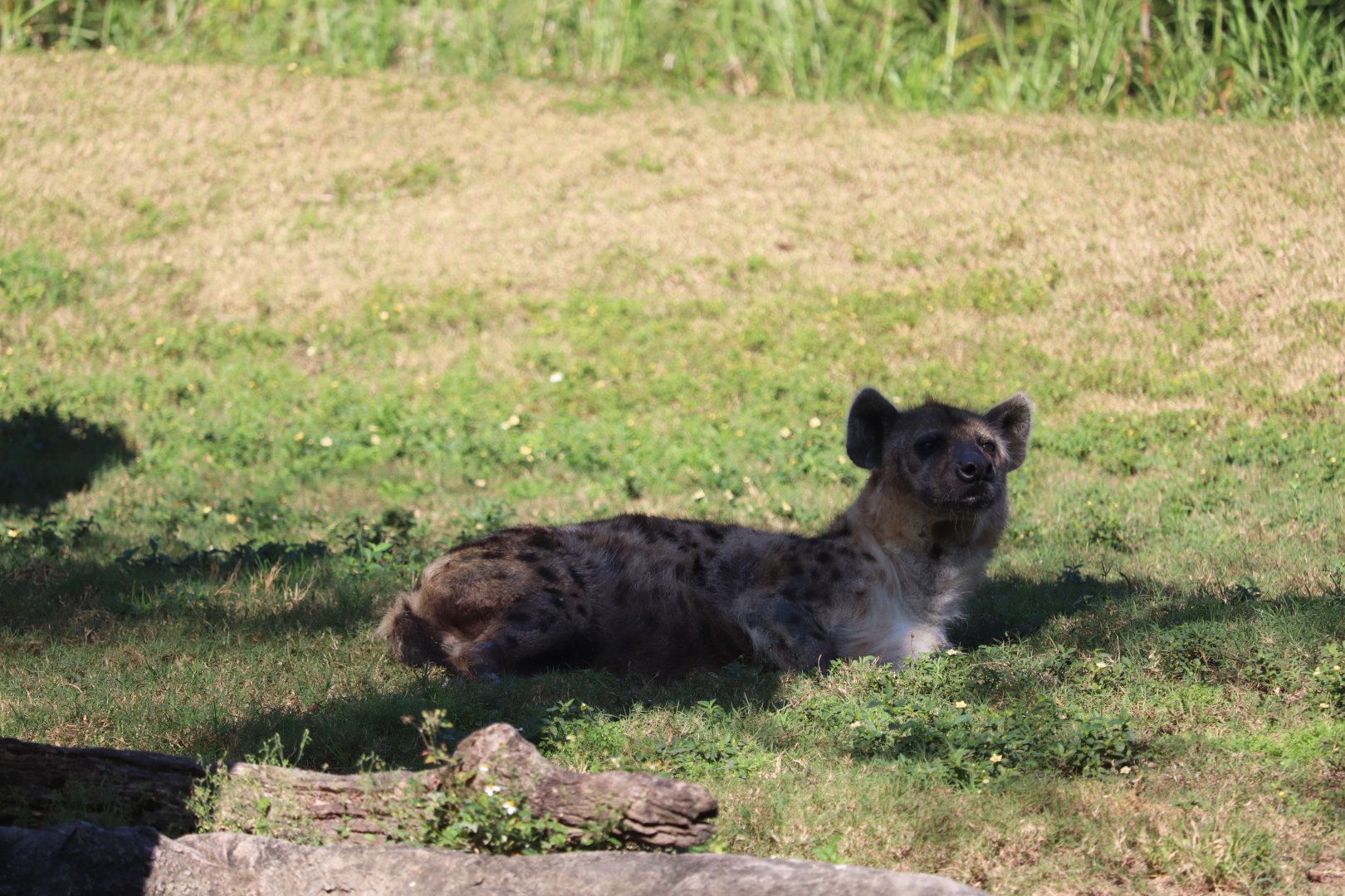 Edge of Africa - Spotted Hyena