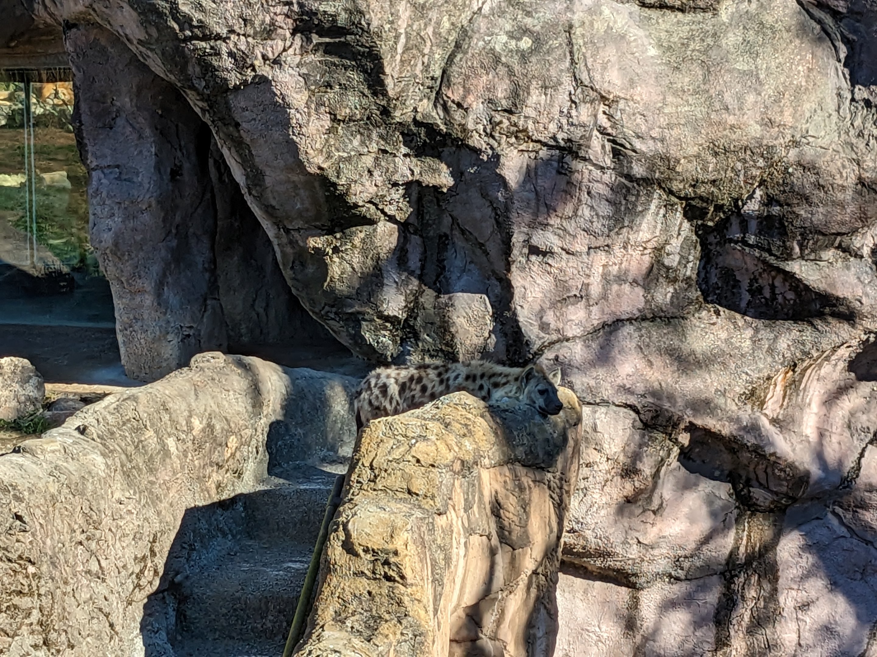 Edge of Africa - spotted hyena