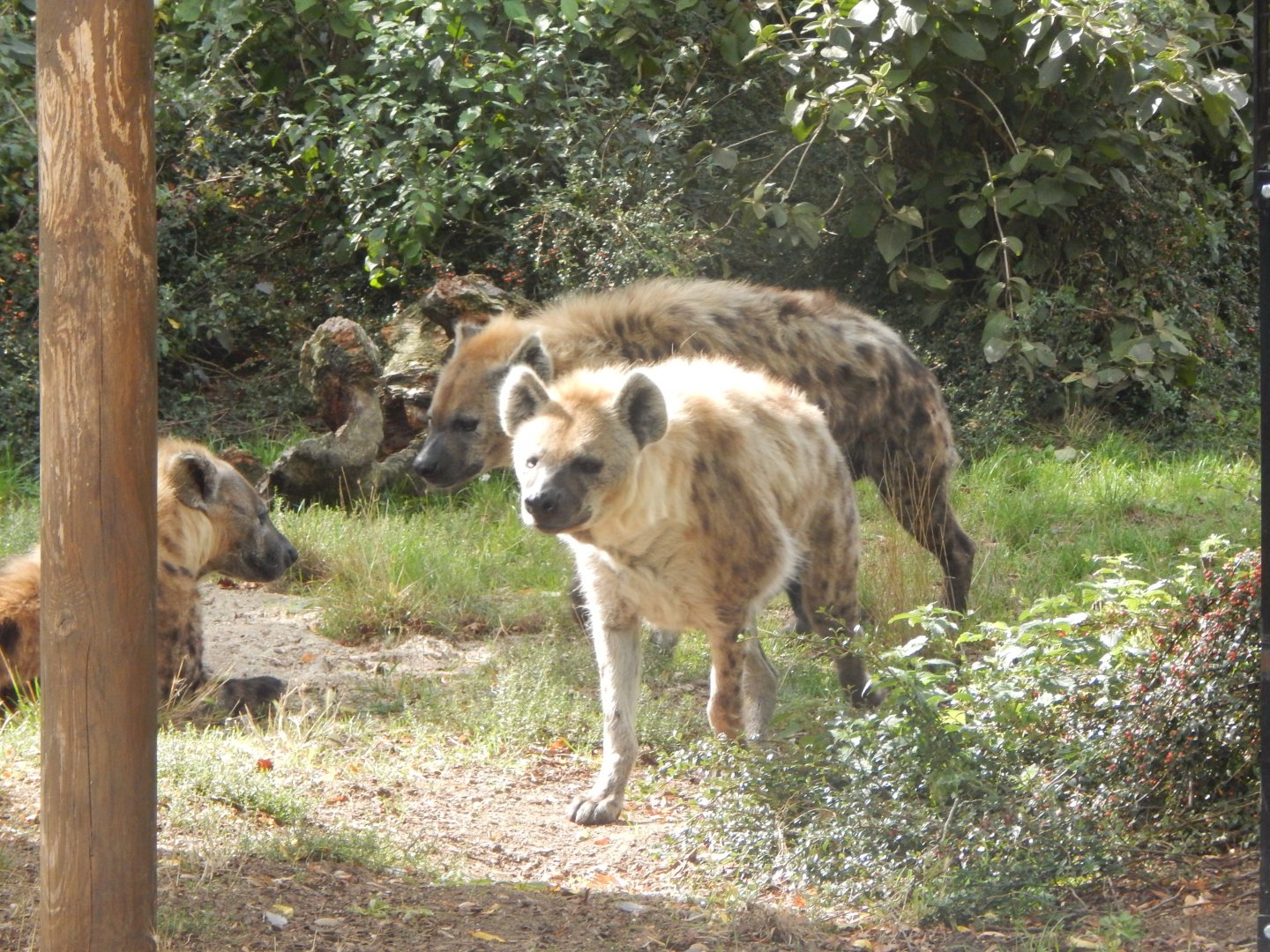 Edge of Africa - Spotted hyenas 110925