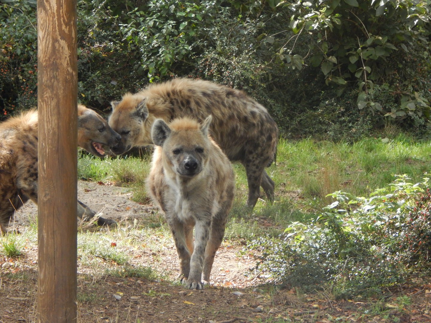 Edge of Africa - Spotted hyenas 110925