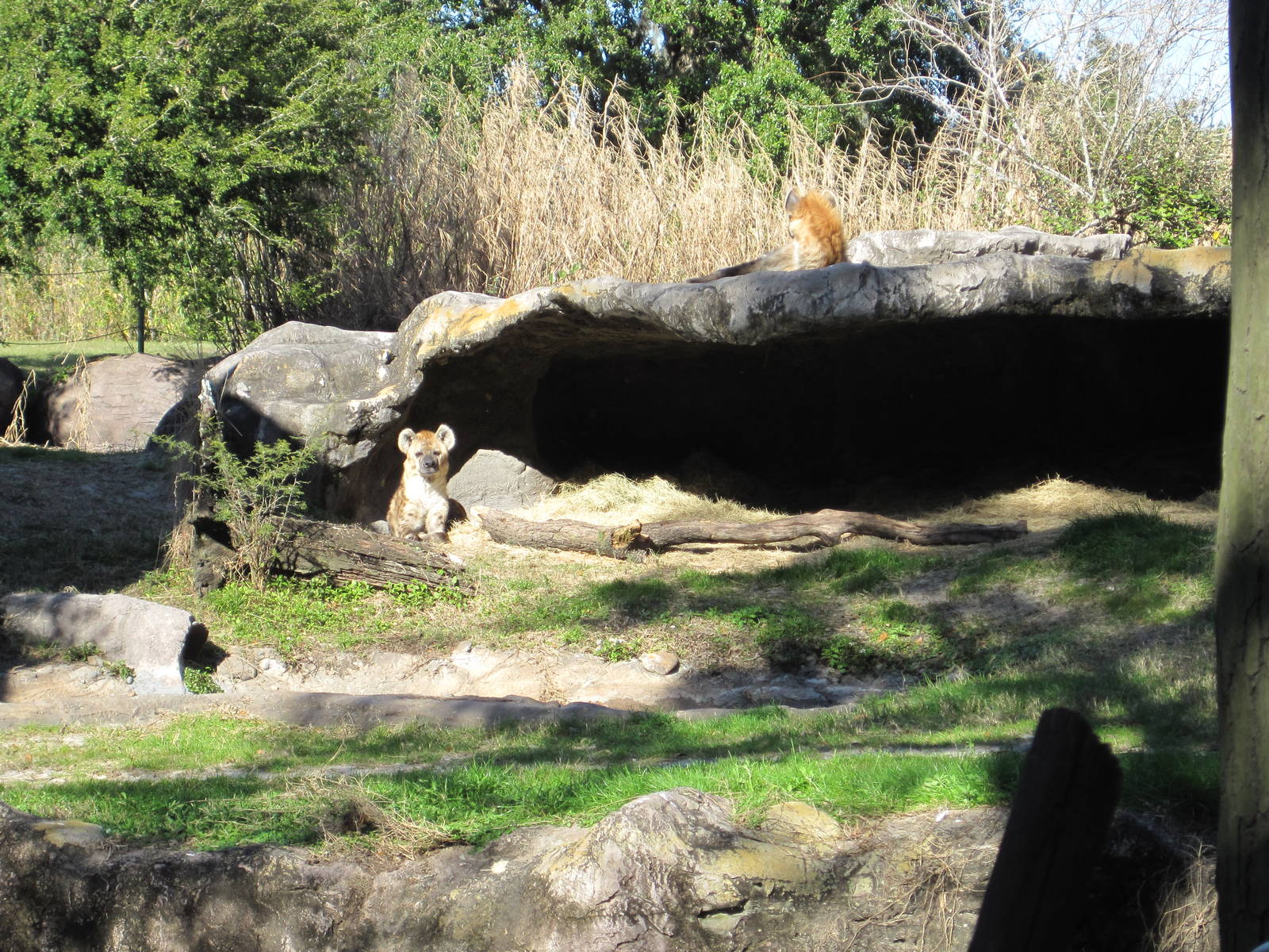 Edge of Africa- Spotted Hyenas