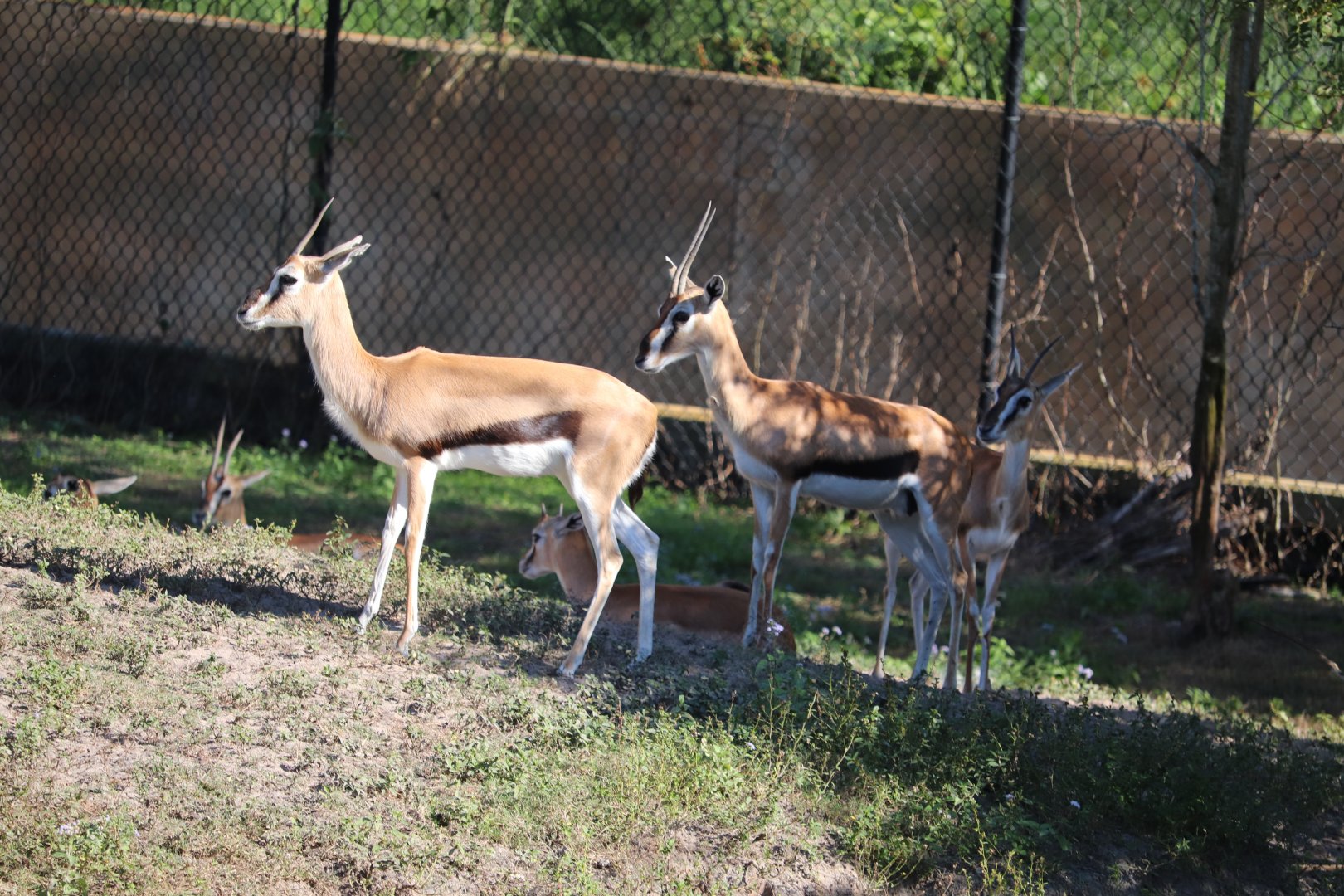 Edge of Africa - Thomson's Gazelle