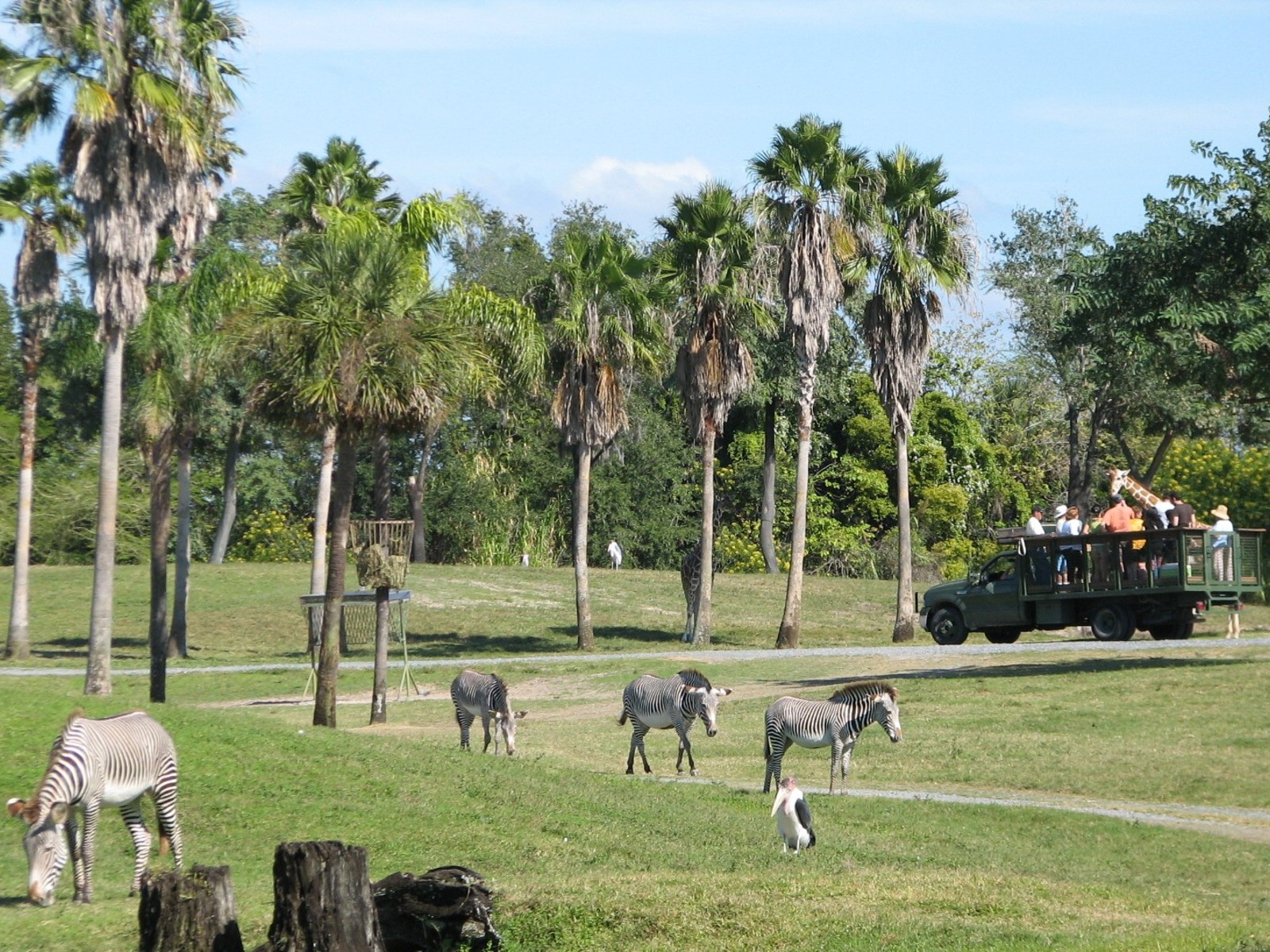 Edge of Africa - View of Serengeti Plain - Grevy's Zebra and Marabou Stork
