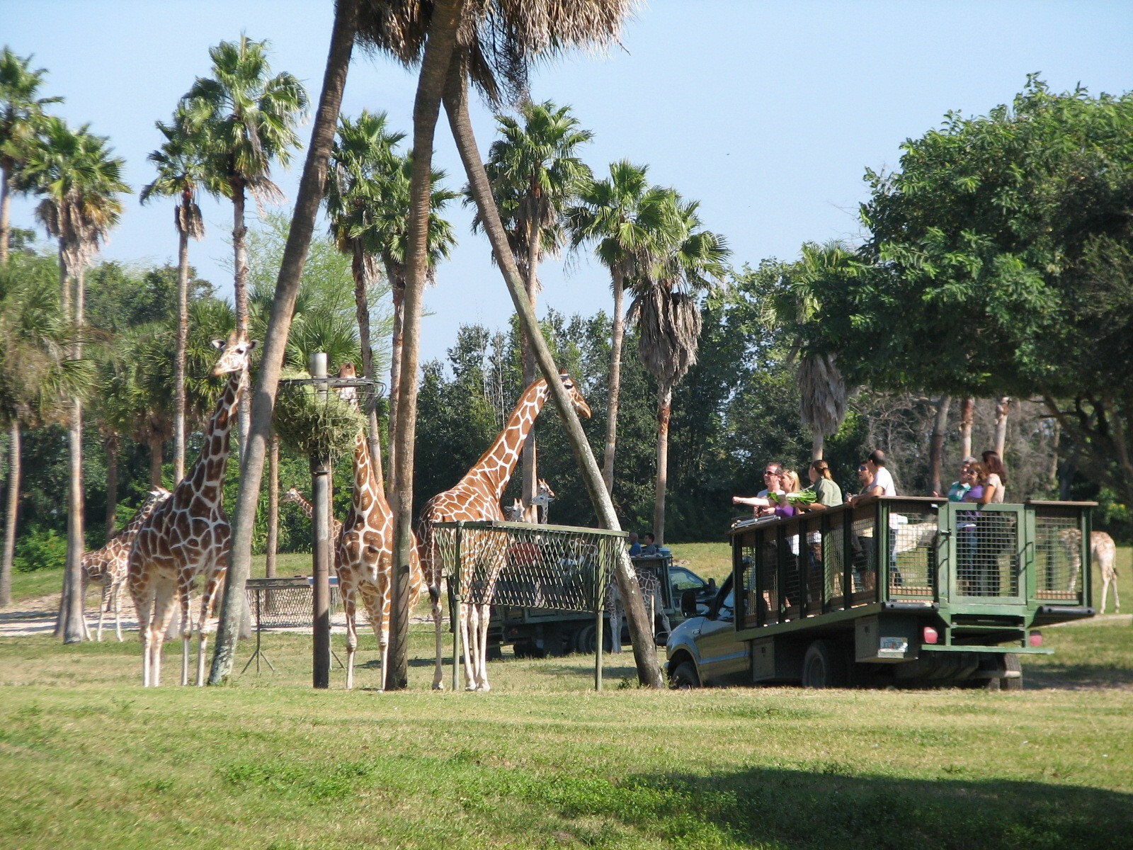 Edge of Africa - View of Serengeti Plain - Reticulated Giraffe