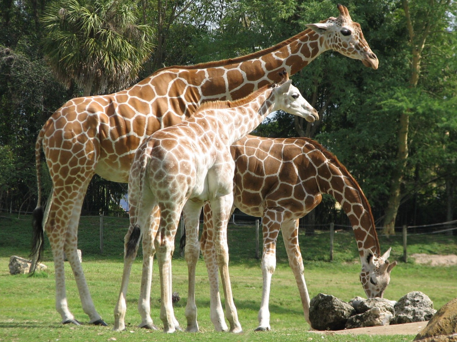 Edge of Africa - View of Serengeti Plain - Reticulated Giraffe