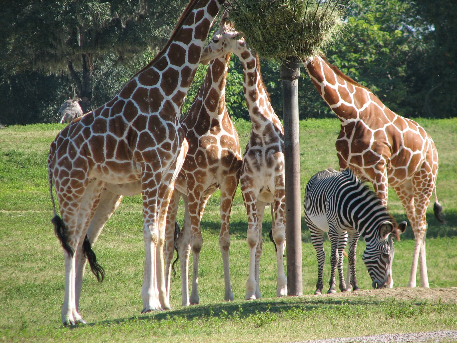 Edge of Africa - View of Serengeti Plain - Reticulated Giraffe