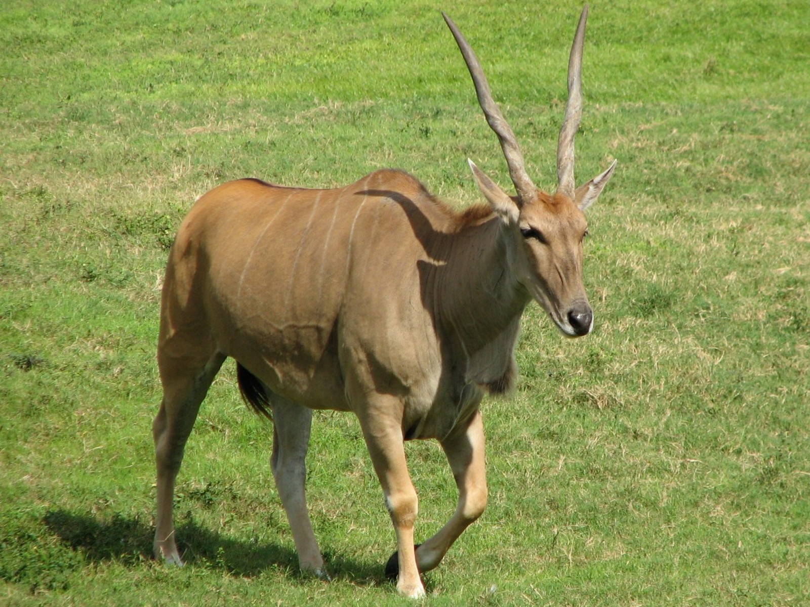 Edge of Africa - View of Serengeti Plain - Southern Eland