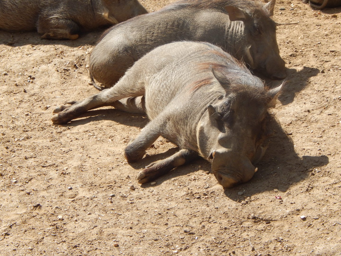 Edge of Africa - Warthogs 110925