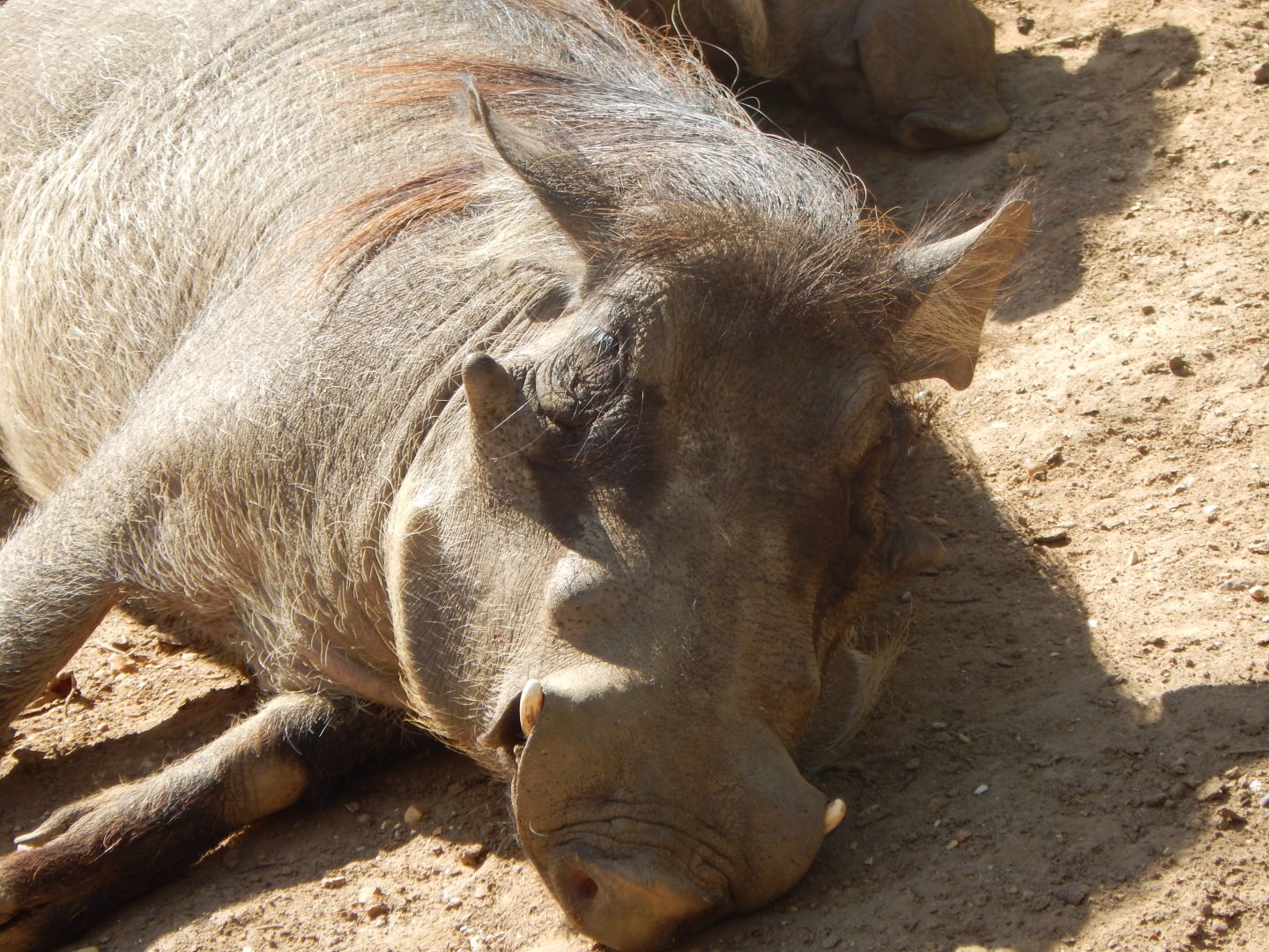 Edge of Africa - Warthogs 110925