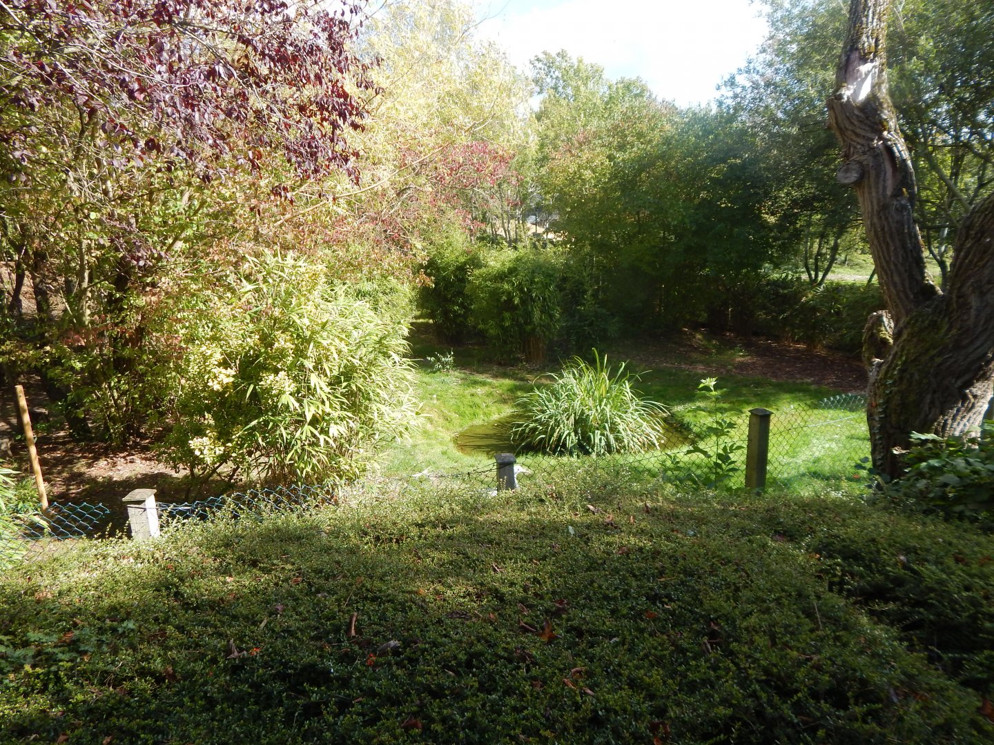 Edge of Africa - Western blue duiker and Blue crane enclosure 110925