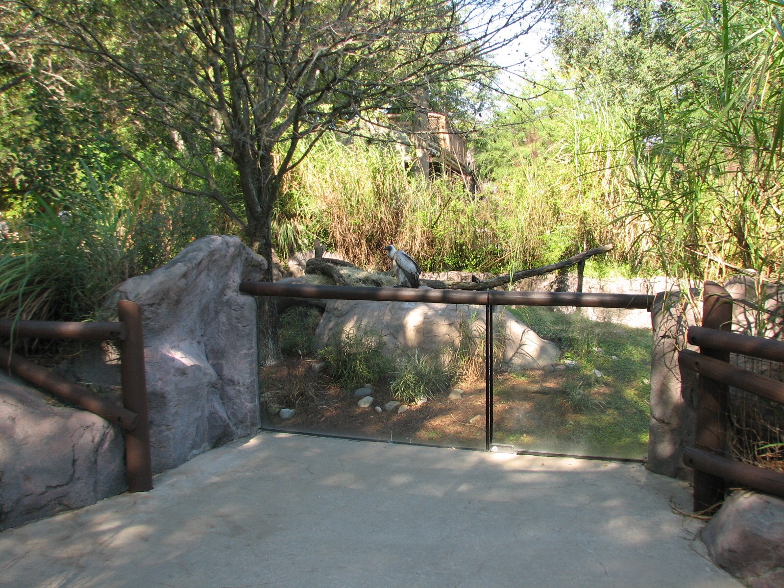 Edge of Africa - White-backed Vulture Exhibit