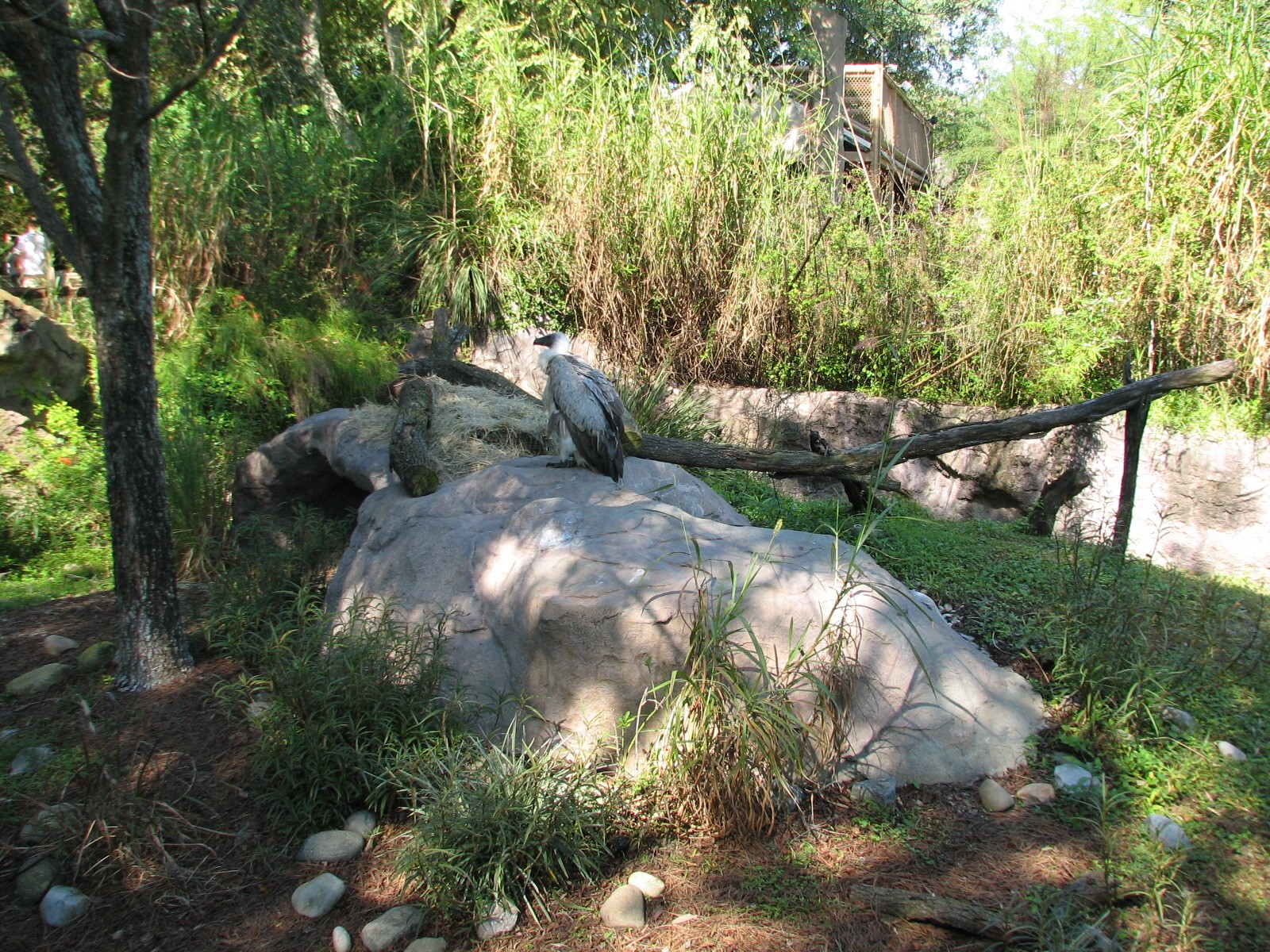 Edge of Africa - White-backed Vulture Exhibit