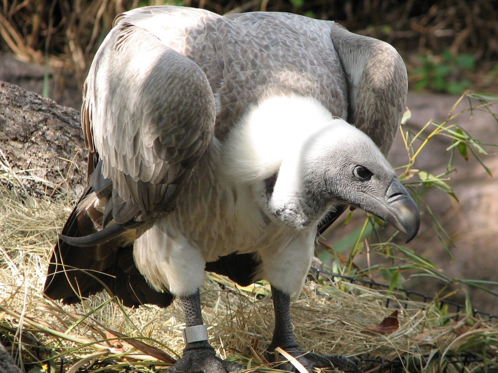 Edge of Africa - White-backed Vulture Exhibit