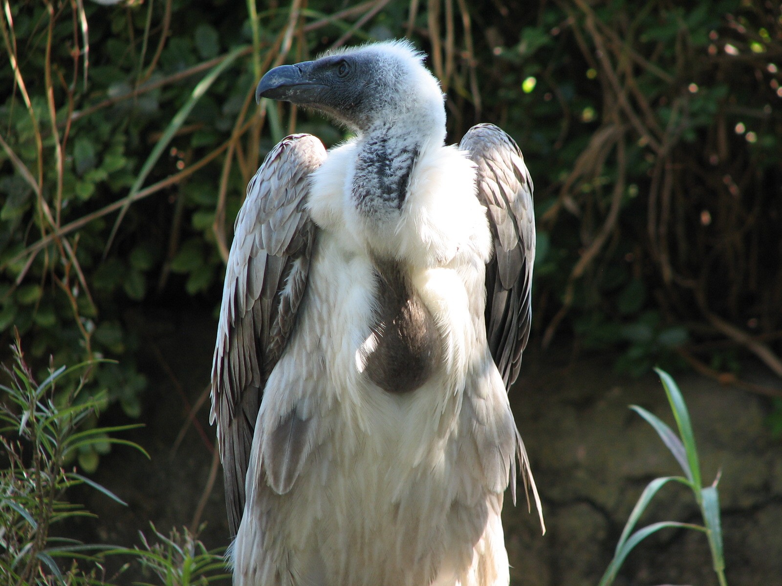 Edge of Africa - White-backed Vulture Exhibit