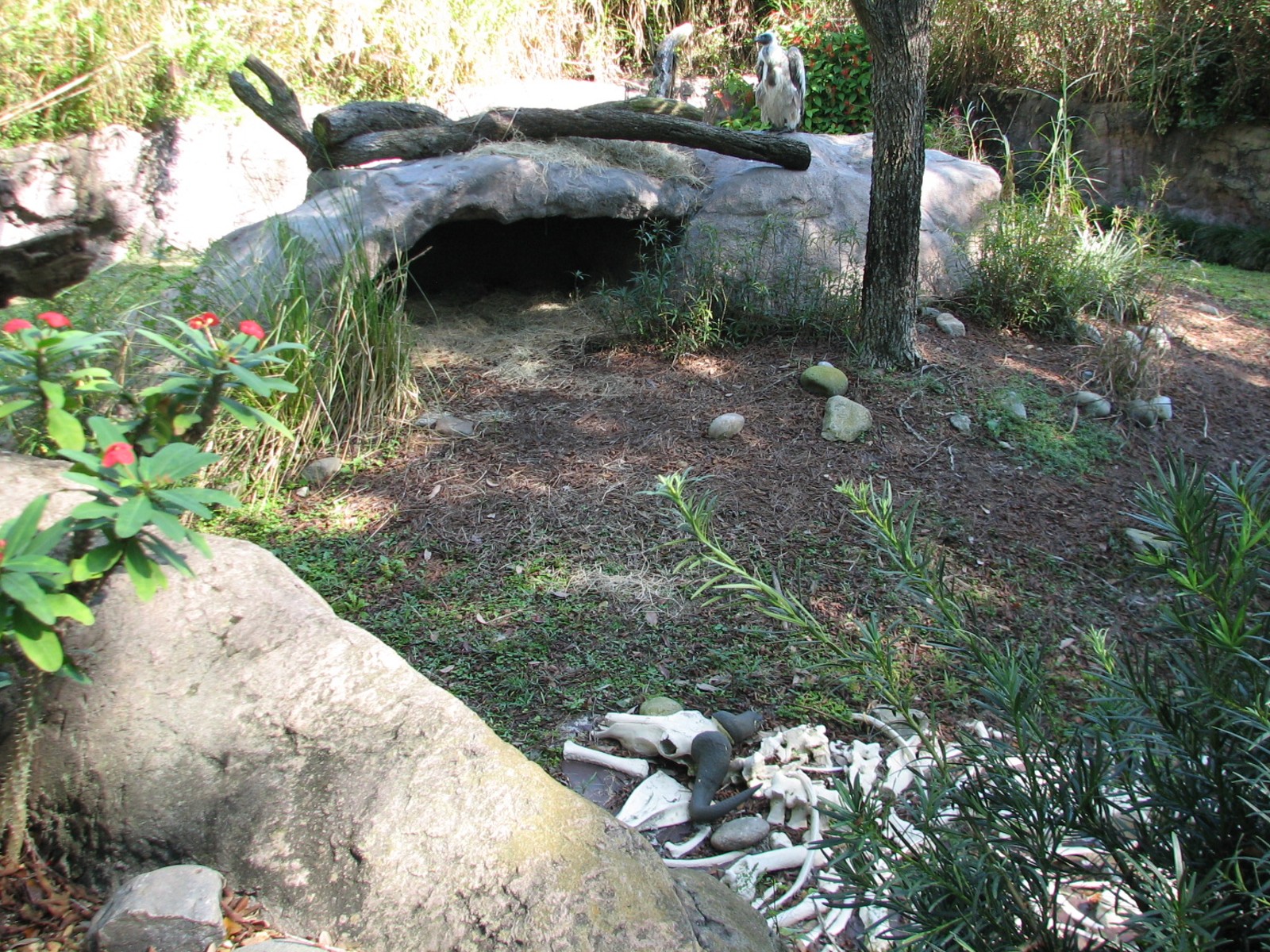 Edge of Africa - White-backed Vulture Exhibit