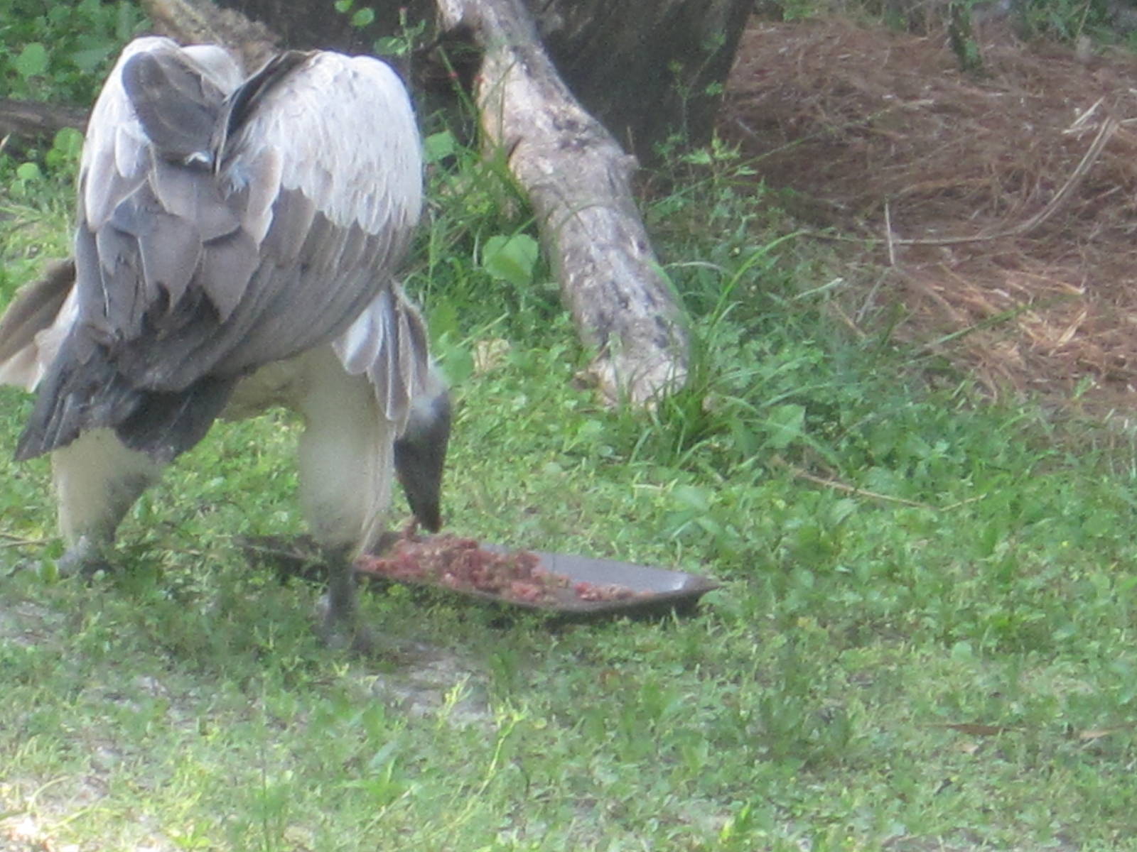 Edge of Africa- White-Backed Vulture