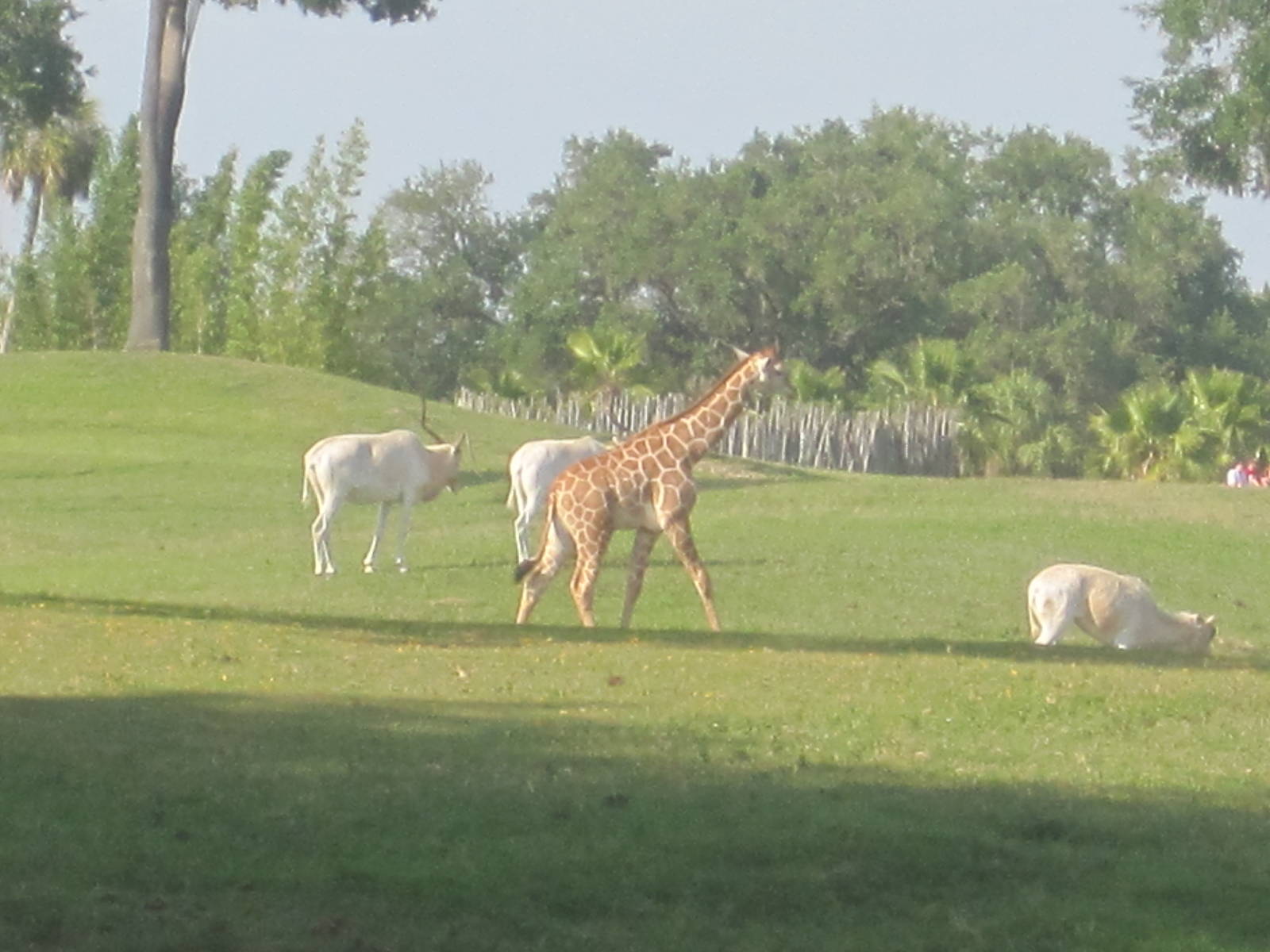 Edge of Africa- Young Giraffe with Addax