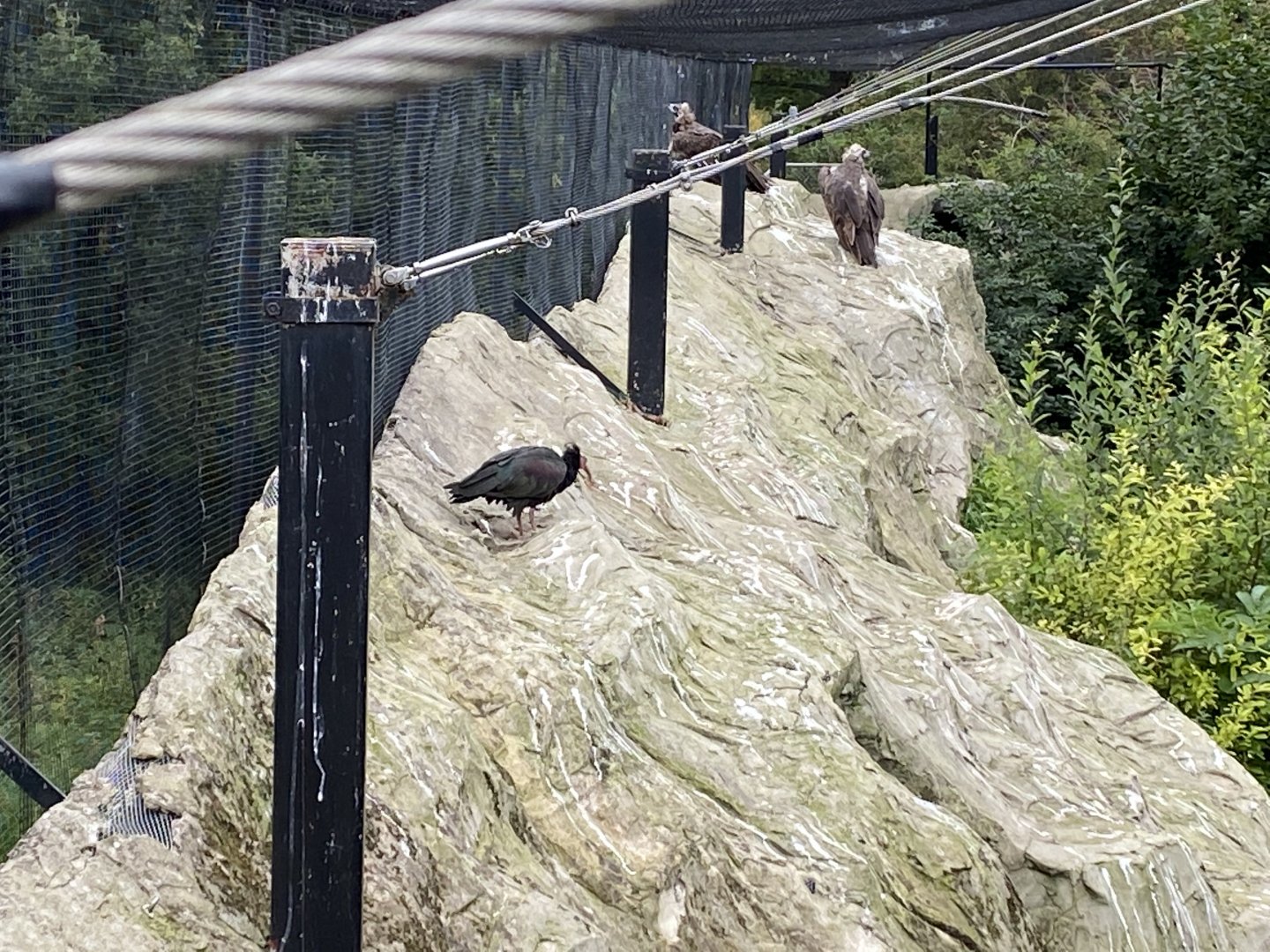 Edge of Europe aviary 110920