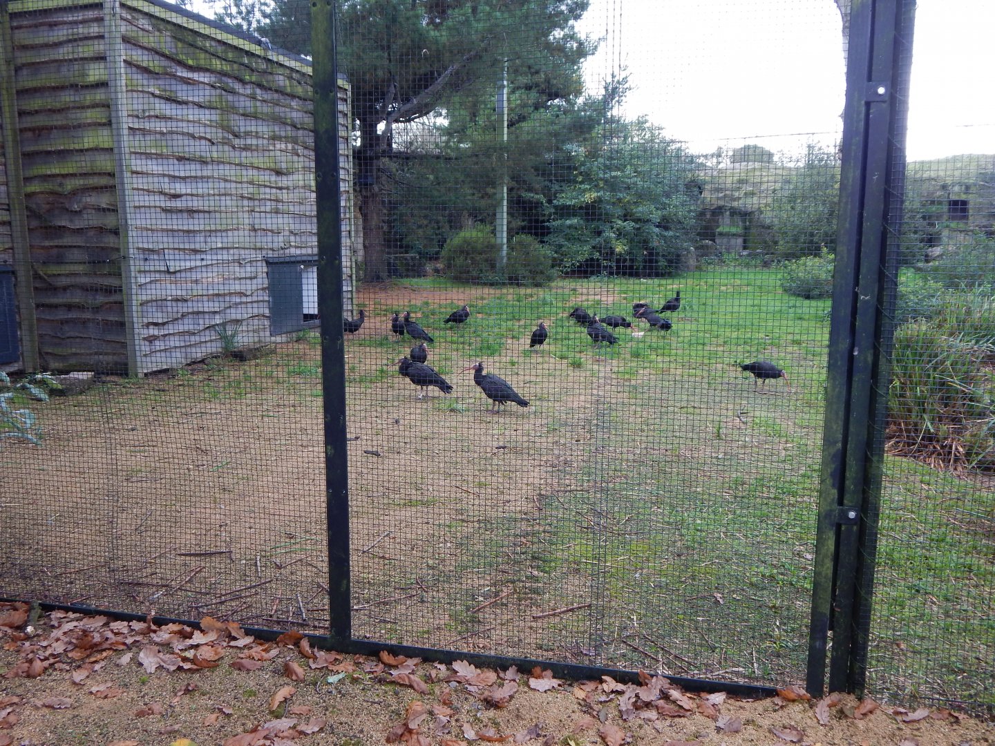 Edge of Europe aviary 191021